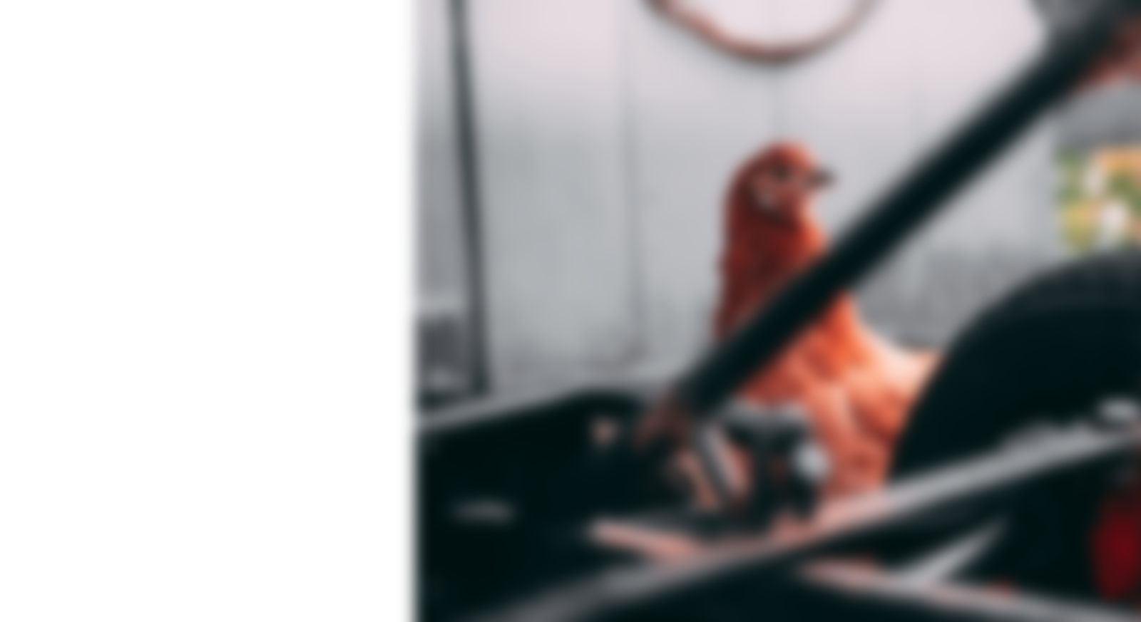 Farm chickens ethically and profitably