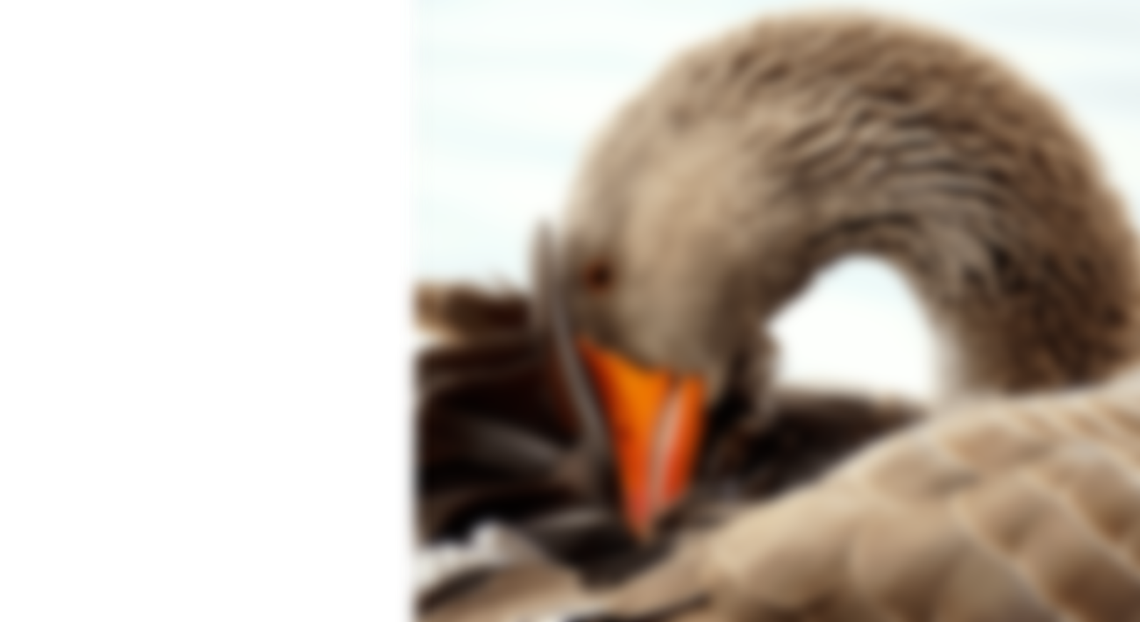 Committed to prosperity of the poultry