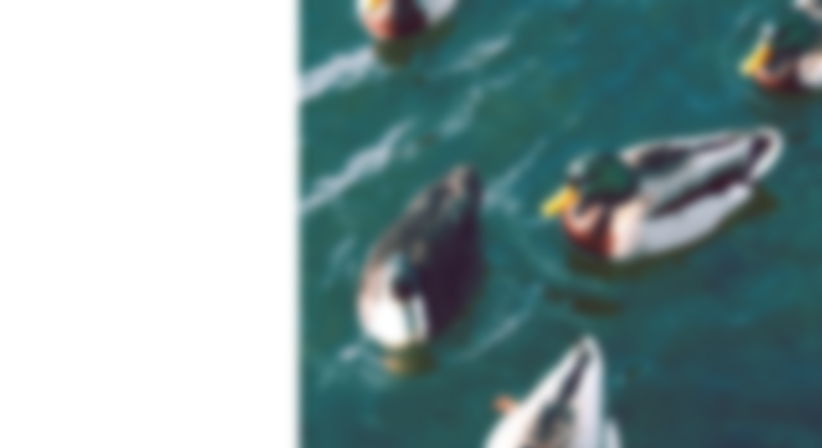 Grass fed & pasture raised ducks