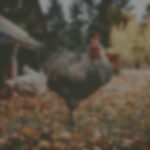 Demand response program helps poultry farm hatch improvements