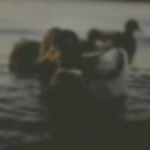 A healthier oil that can be used for cooking